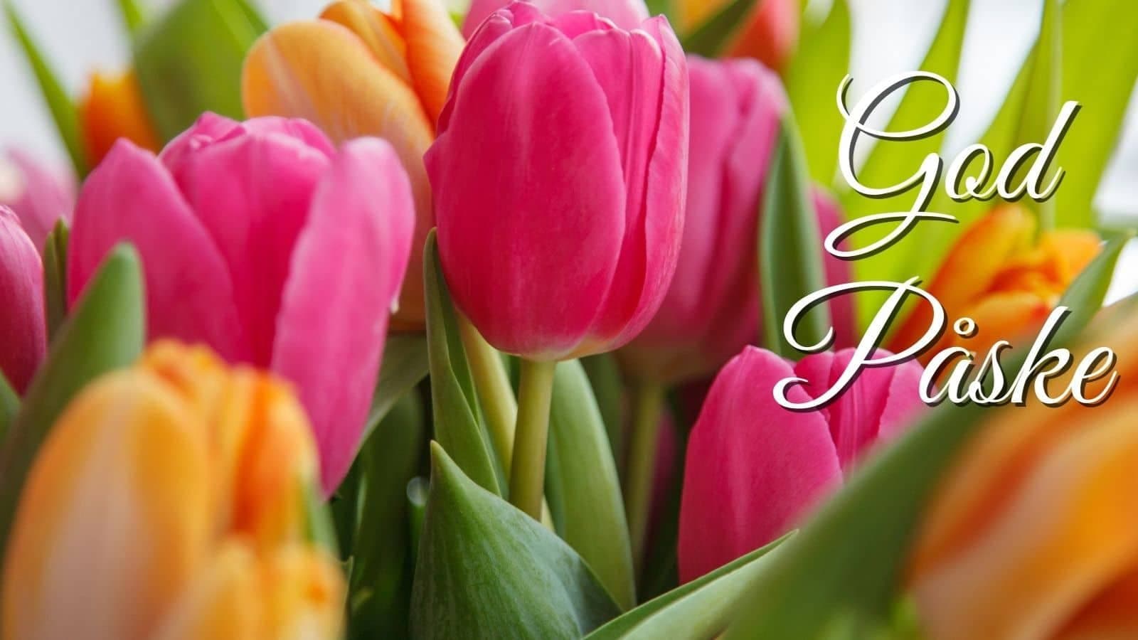 tulipaner i mange farger med god påske tekst